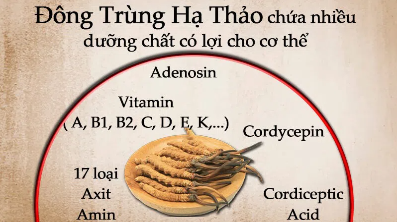 an-nhieu-dong-trung-ha-thao-co-tot-khong (1)